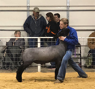 Wright Club Lambs Winners